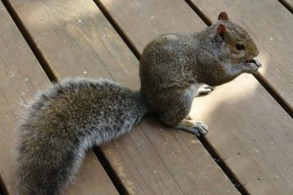 Preventing small animal damage to WPC decking
